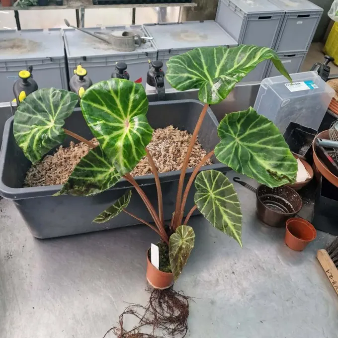 Begonia chingipengii