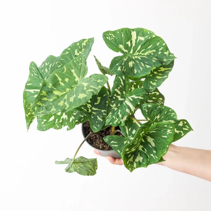 Caladium praetermissum