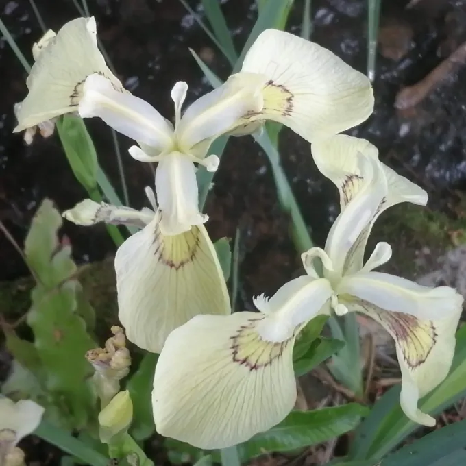 Iris haussknechtii