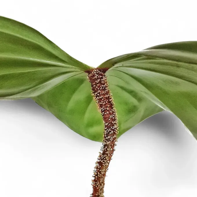 Philodendron nangaritense