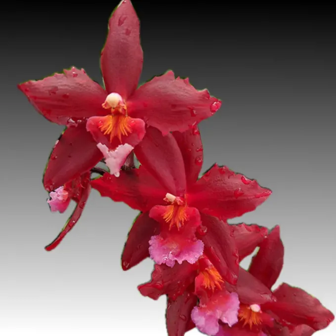 Rhynchonia