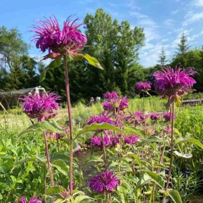 Hybrids of Monarda didyma and Monarda bradburiana