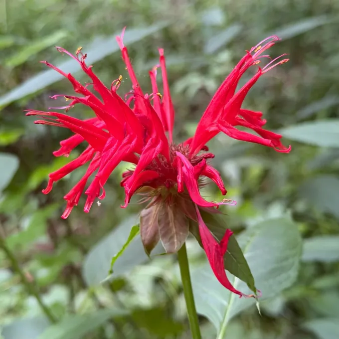 Monarda didyma
