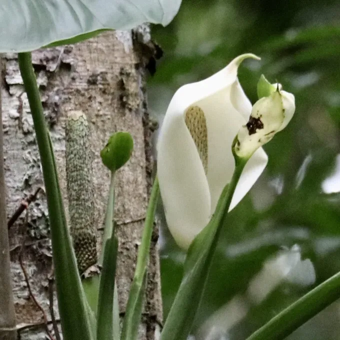 Monstera adansonii x deliciosa