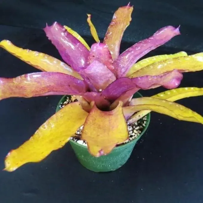 Neoregelia princeps