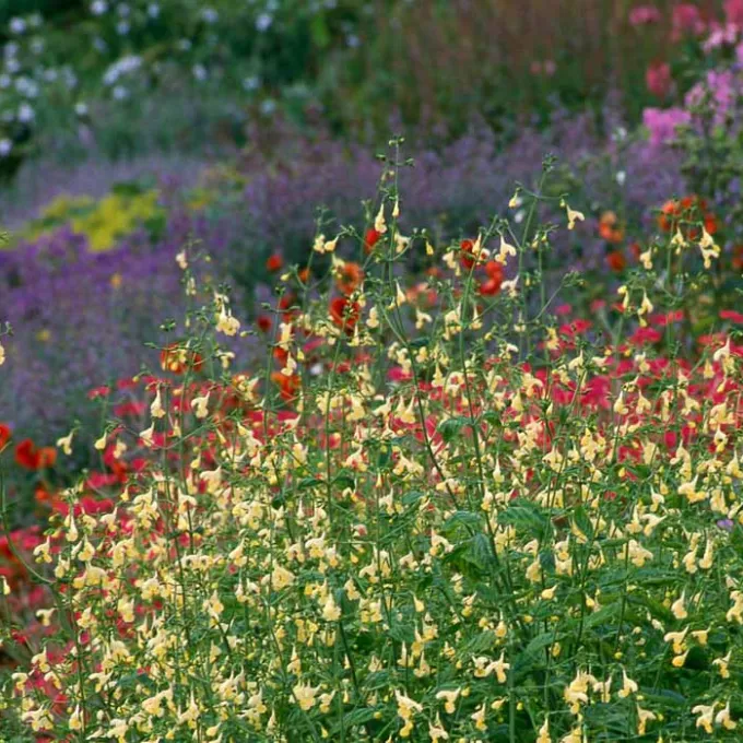 Govan and tuberous catmint hybrid
