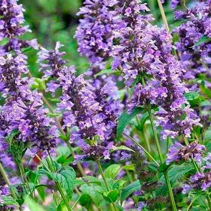 Kuban catnip