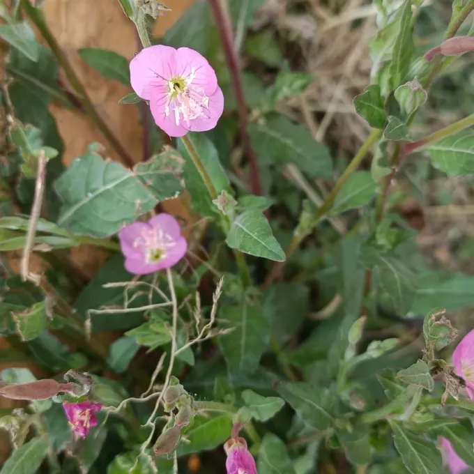 Pink evening primrose