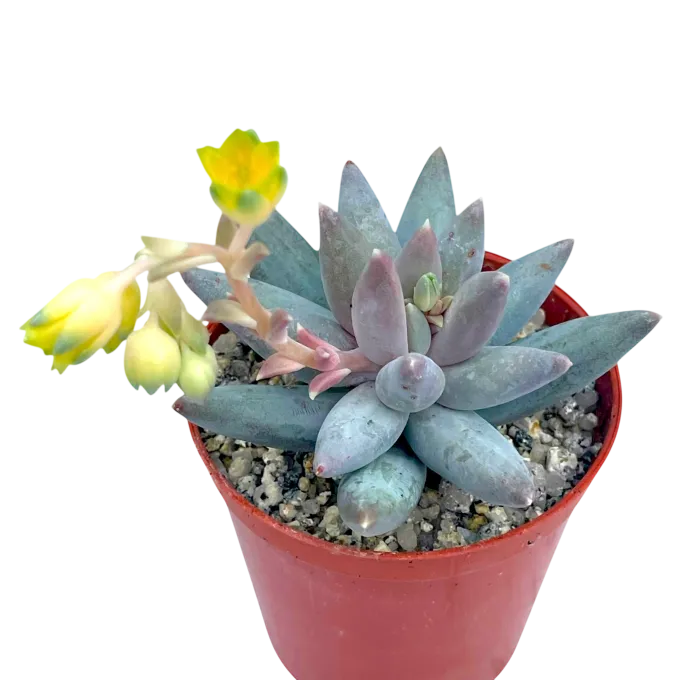 Pachyphytum coeruleum