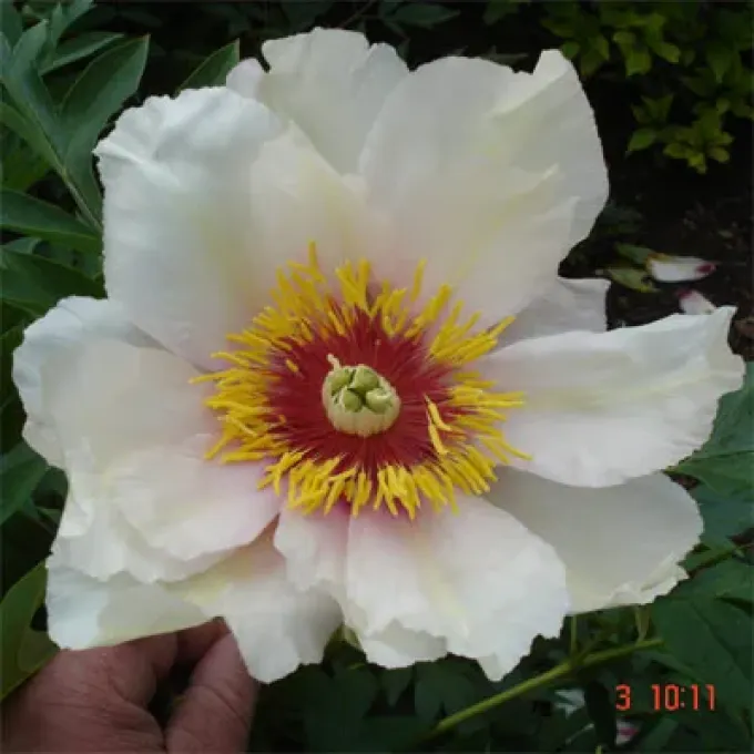 Qiu's Peony