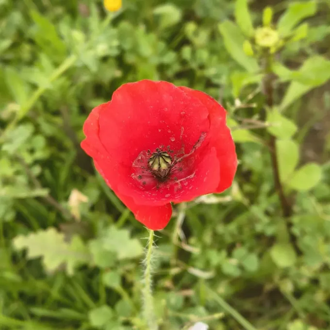 Common poppy