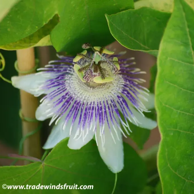 Passiflora gibertii