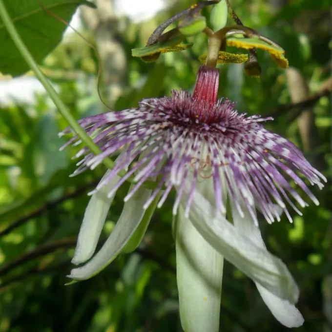 Passiflora miersii