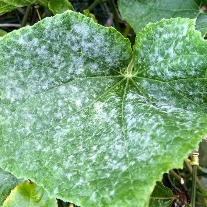 Powdery mildew of cucurbits