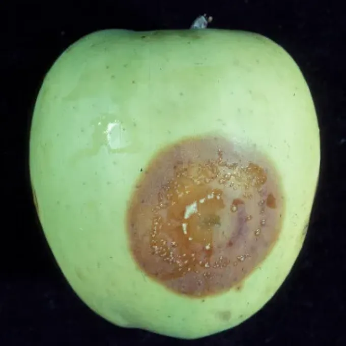 Неофабрея многолетняя