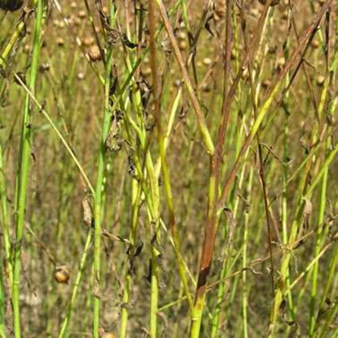 Flax seedling blight