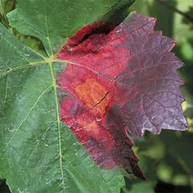 Red leaf blotch of grape