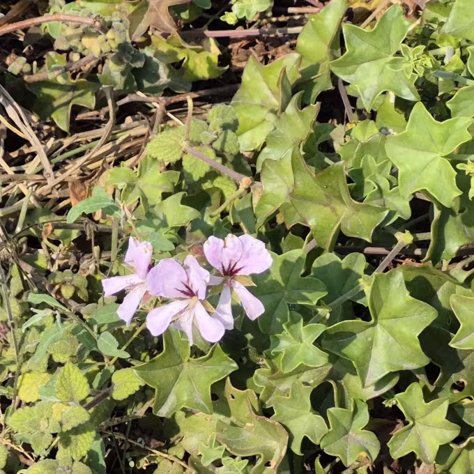 Ivy-leaved pelargonium