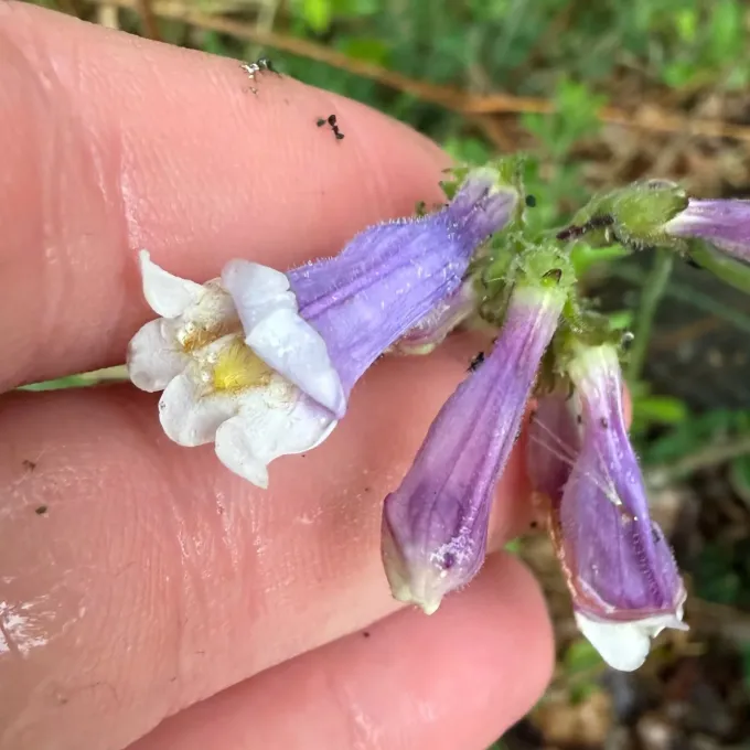 Hairy beardtongue