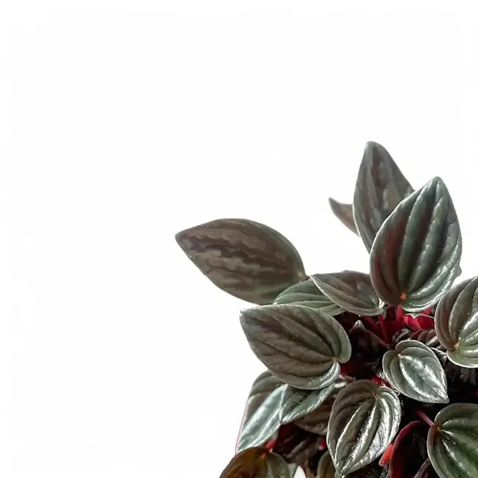 Hybrids of Peperomia marmorata and Peperomia peruviana