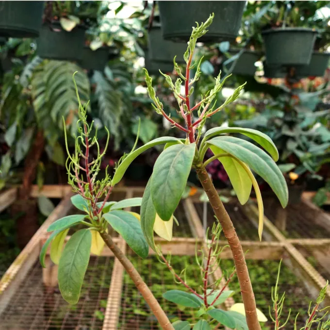 Peperomia vestita