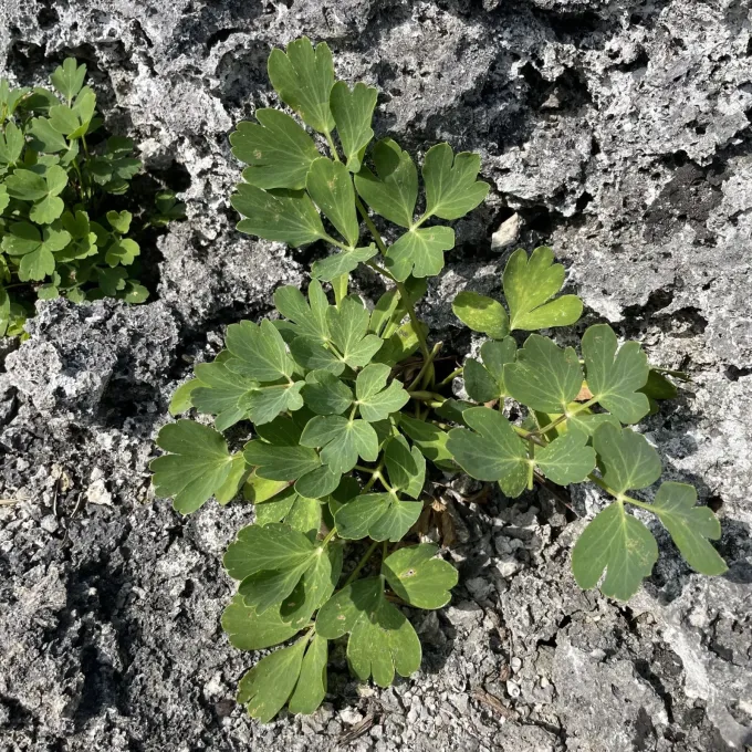 Peucedanum japonicum