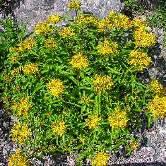 Middendorff's stonecrop