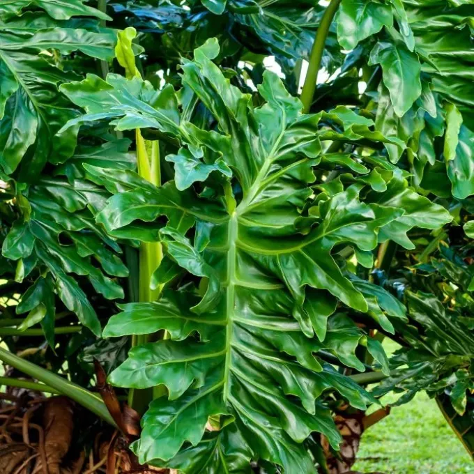 Split-leaf philodendron
