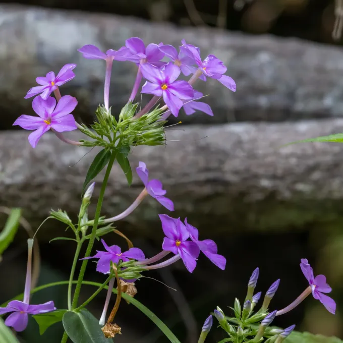 Carolina phlox and spotted phlox
