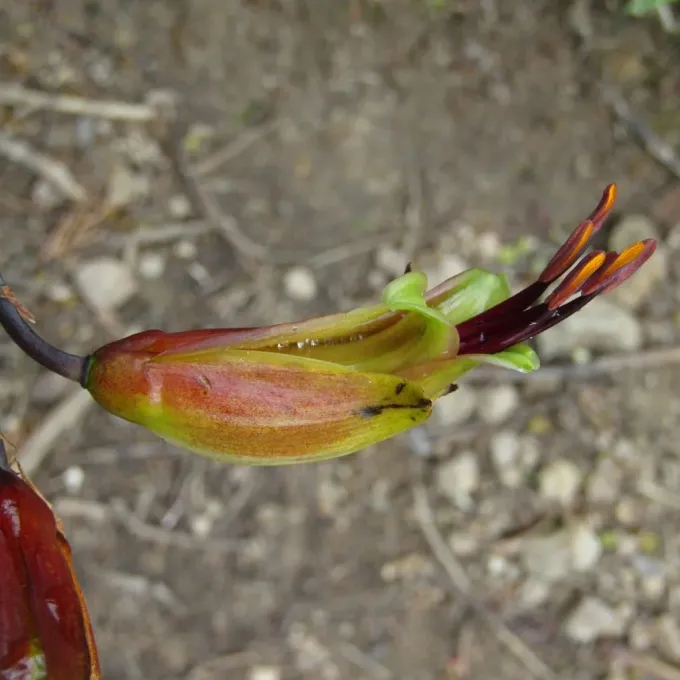 Hybrid New Zealand flax