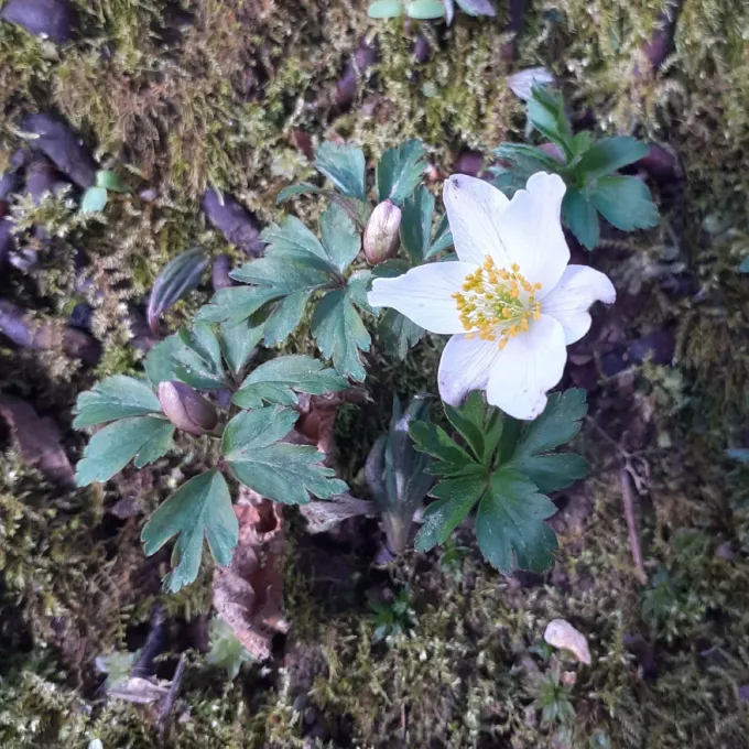 Wood anemone