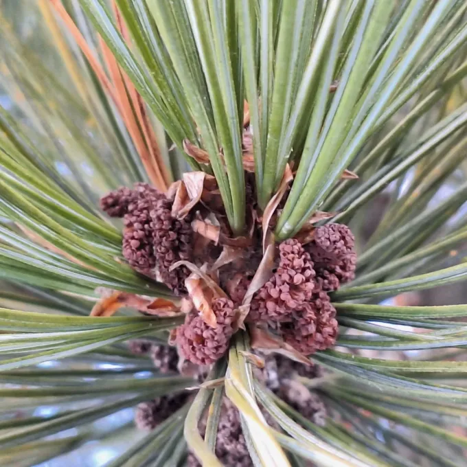Swiss stone pine