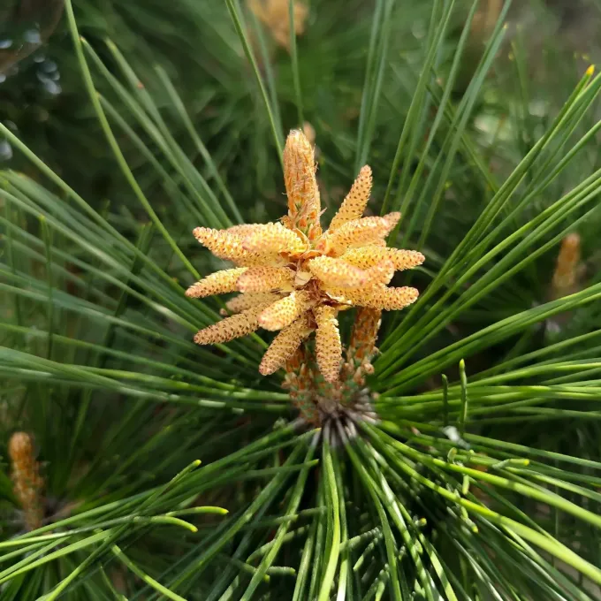 Japanese red pine