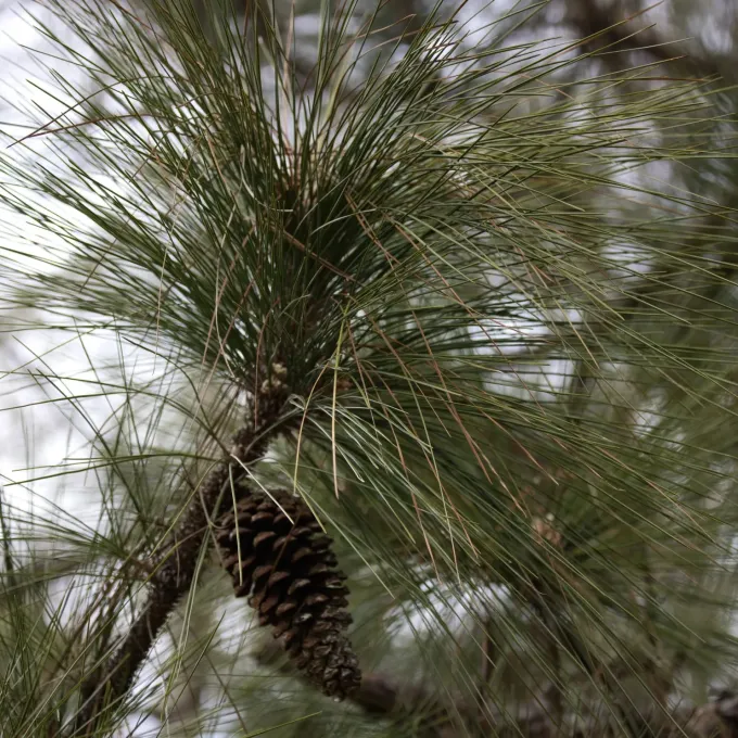 Longleaf pine