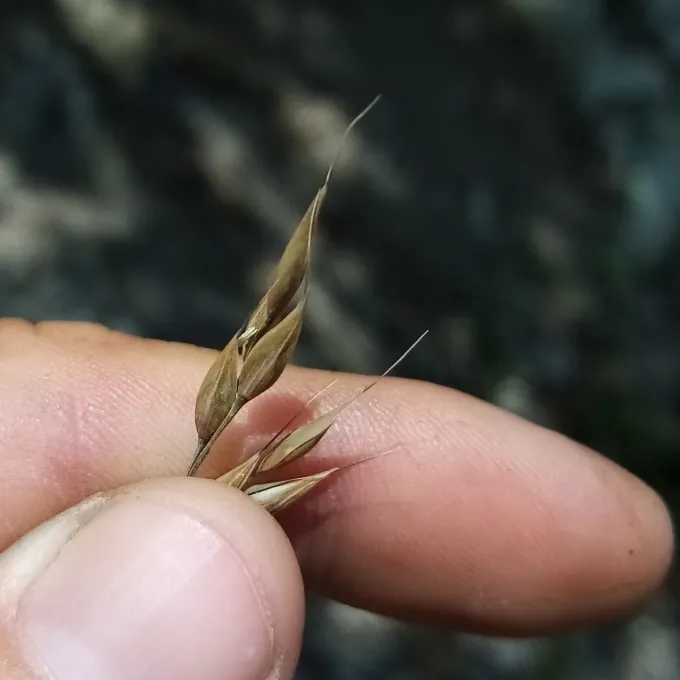 Piptatherum holciforme