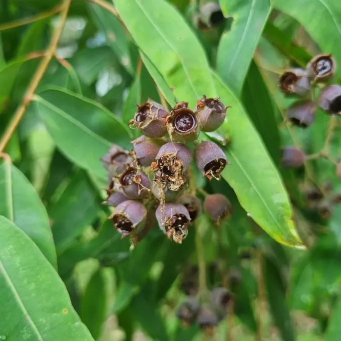 Angophora floribunda