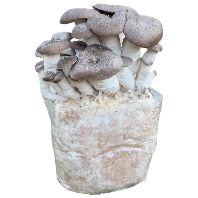 Pleurotus ostreatus x Pleurotus eryngii hybrid