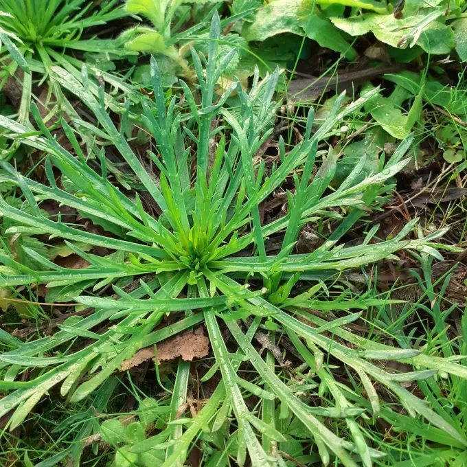 Buckshorn plantain