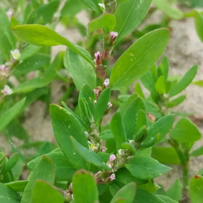 Prostrate knotweed