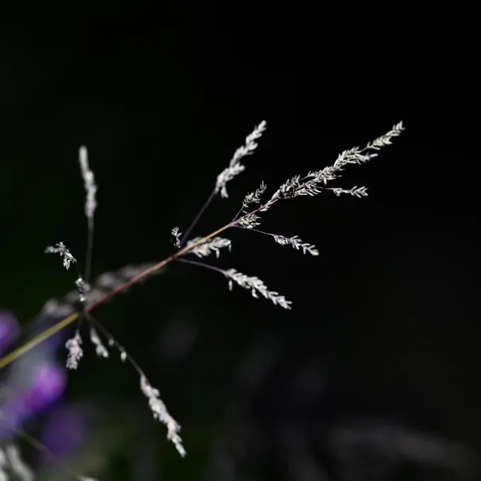 Rough meadow-grass