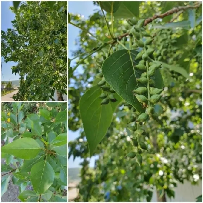 Laurel-leaf poplar