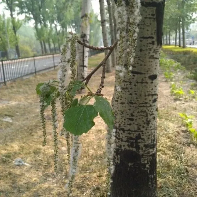 Тополь войлочный