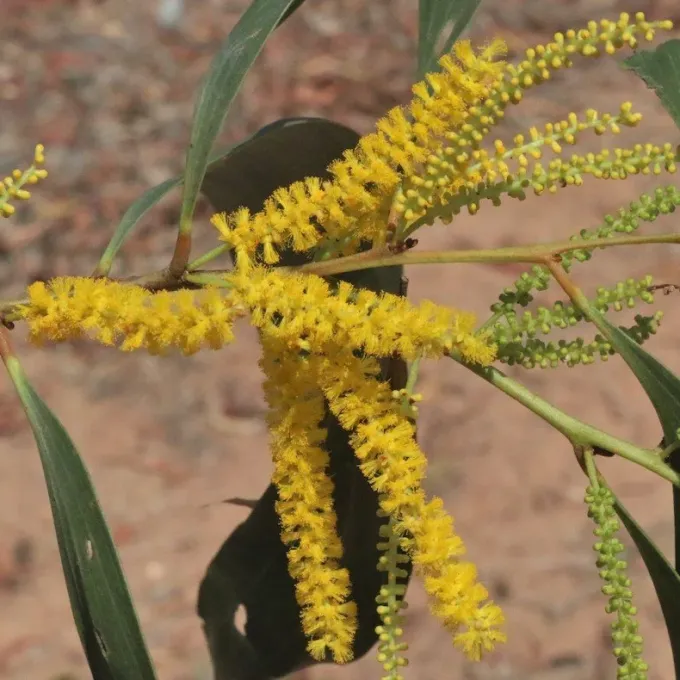 Acacia leptocarpa