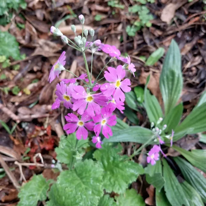 Primula malacoides