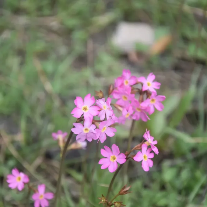 Himalayan primrose