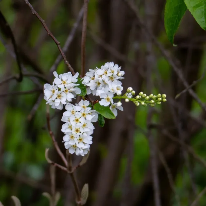 Bird cherry