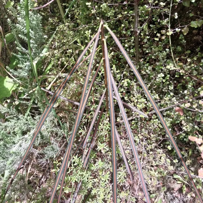 Pseudopanax crassifolius