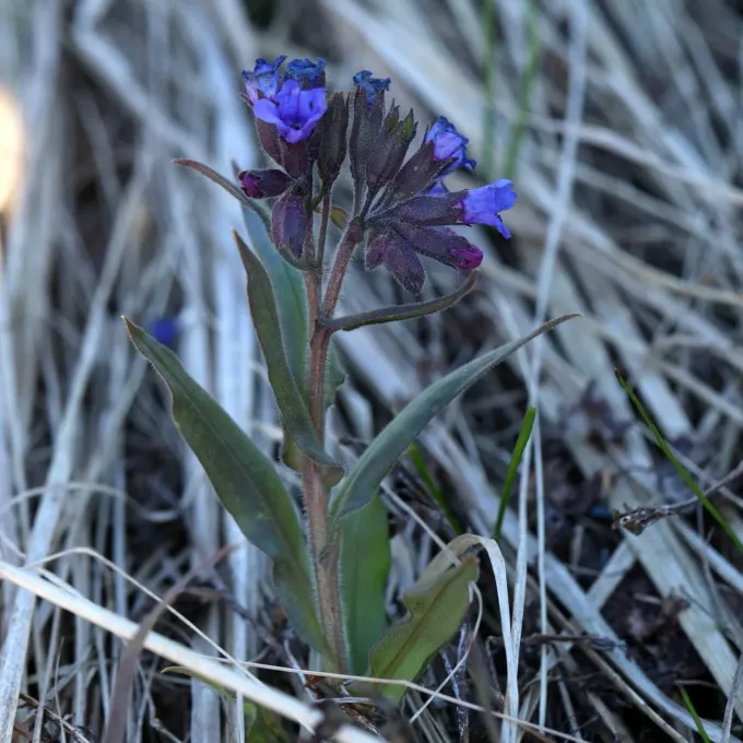 Narrow-leaved lungwort