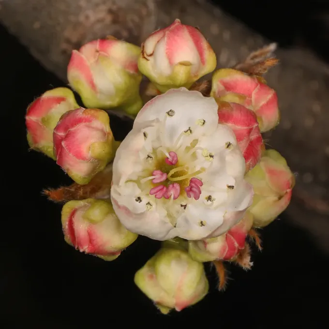 Le Conte pear