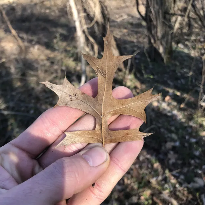 Pin oak